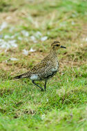 Image of Pacific Golden Plover