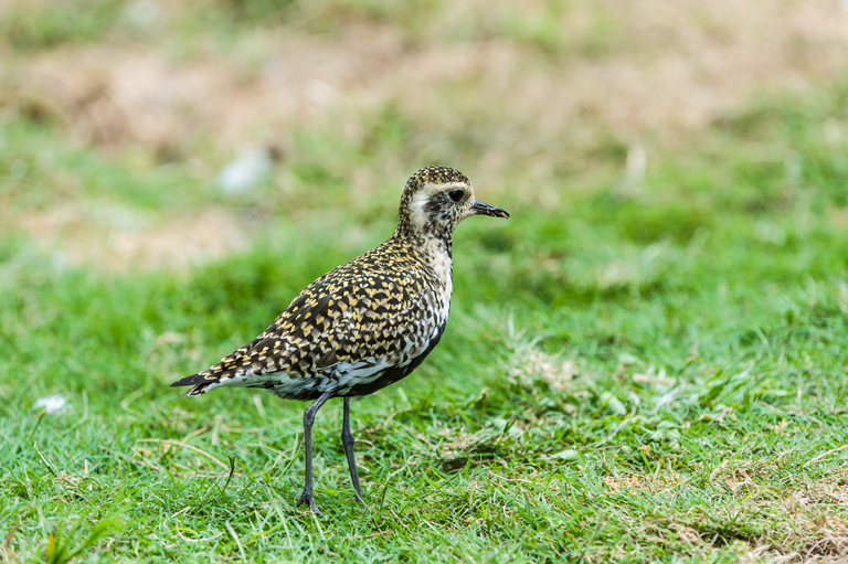 Image of Pacific Golden Plover