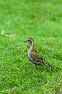 Image of Pacific Golden Plover