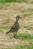 Image of Pacific Golden Plover