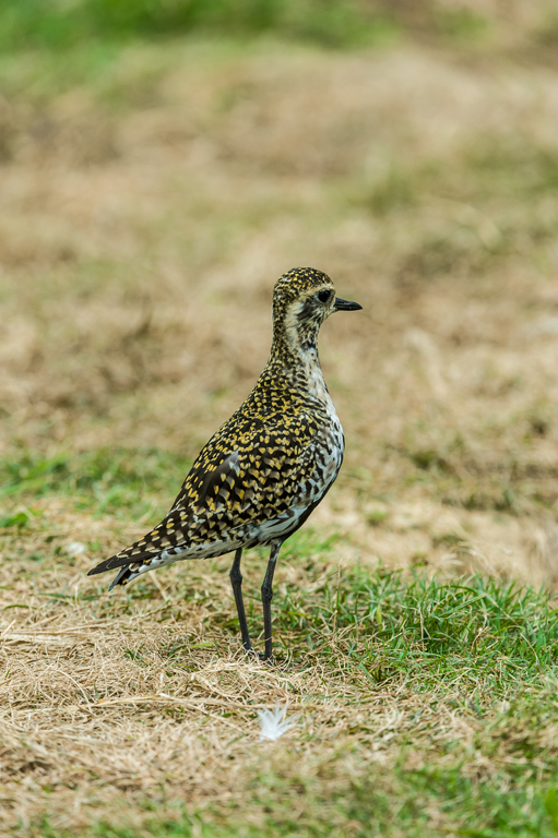 Image of Pacific Golden Plover