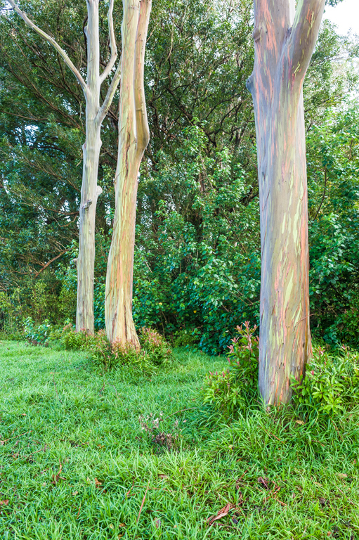 صورة Eucalyptus deglupta Bl.