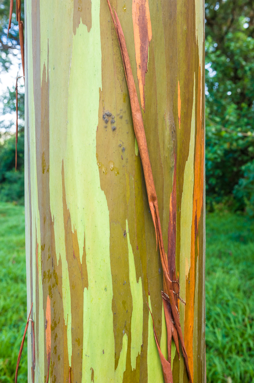 Imagem de Eucalyptus deglupta Bl.