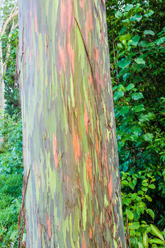 Imagem de Eucalyptus deglupta Bl.