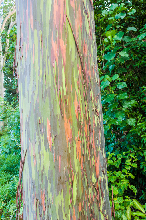 Imagem de Eucalyptus deglupta Bl.