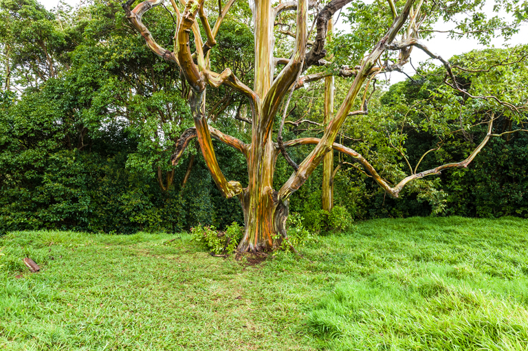 Imagem de Eucalyptus deglupta Bl.