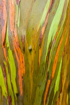 Imagem de Eucalyptus deglupta Bl.