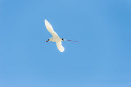 Image of Red-tailed Tropicbird
