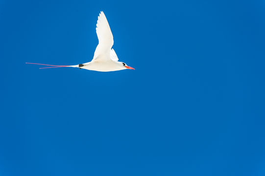 Image of Red-tailed Tropicbird