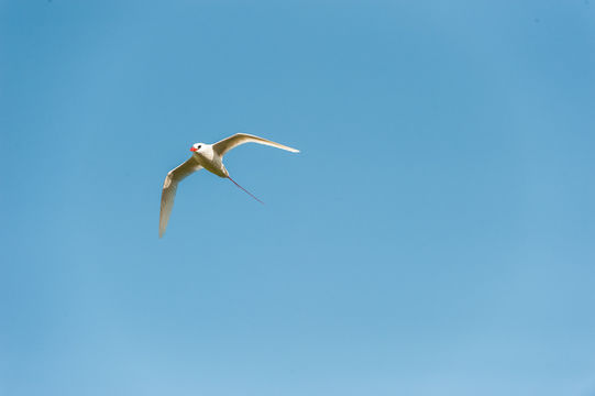 Image of Red-tailed Tropicbird