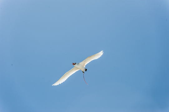 Image of Red-tailed Tropicbird