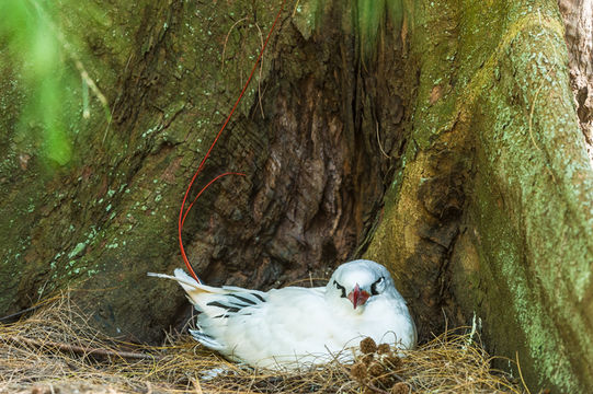 Image of Red-tailed Tropicbird