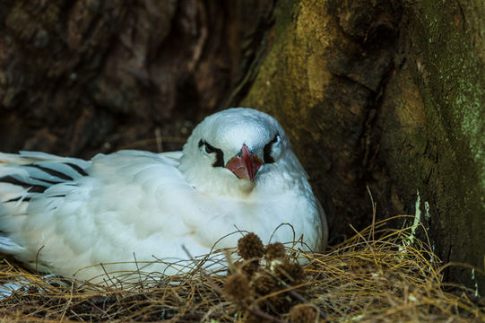 Image of Red-tailed Tropicbird