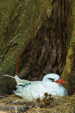 Image of Red-tailed Tropicbird