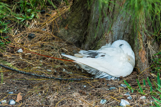 Image of Red-tailed Tropicbird