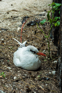 Image de Phaéton à brins rouges