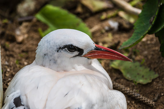 Image of Red-tailed Tropicbird