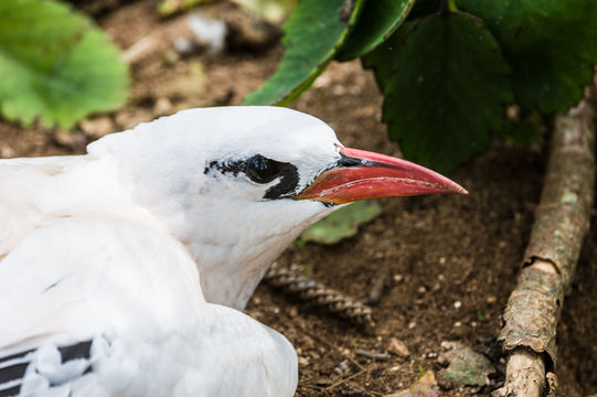 Image of Red-tailed Tropicbird