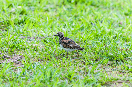 Image of Ruddy Turnstone