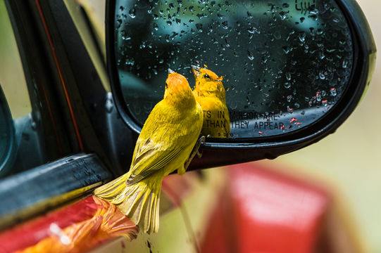 Image of Saffron Finch