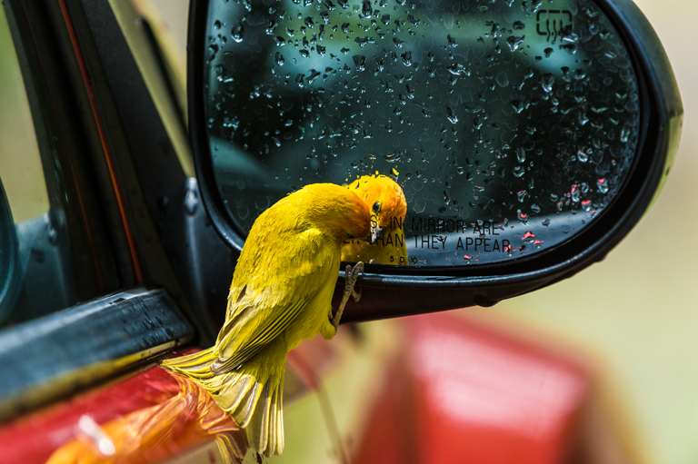 Image of Saffron Finch