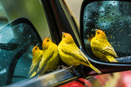 Image of Saffron Finch