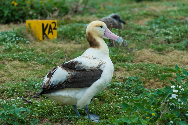 Image of Short-tailed Albatross