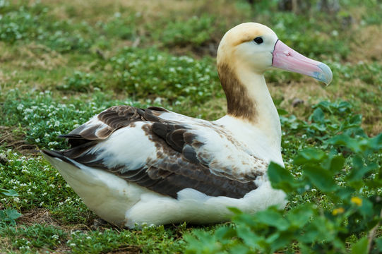 Phoebastria albatrus (Pallas 1769) resmi