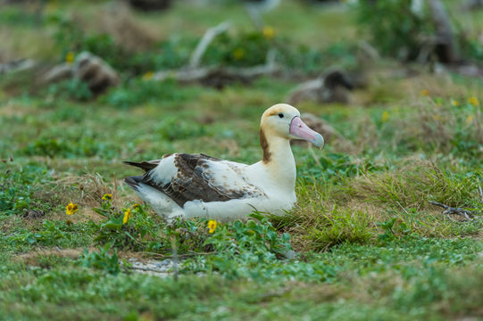 Image of Short-tailed Albatross