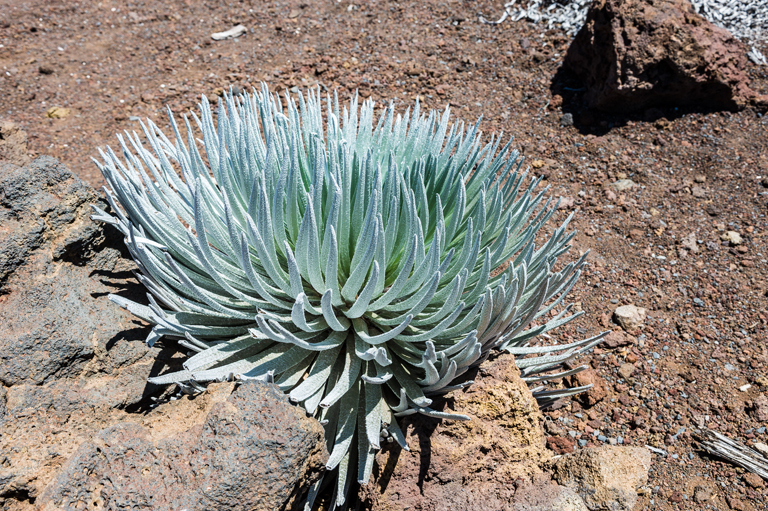 Plancia ëd Argyroxiphium sandwicense subsp. macrocephalum (A. Gray) A. Meyrat