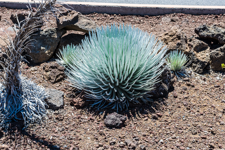 Plancia ëd Argyroxiphium sandwicense subsp. macrocephalum (A. Gray) A. Meyrat