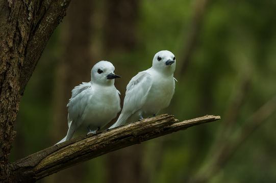 Image of Angel Tern