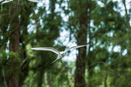 Image of Angel Tern