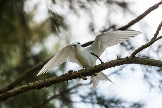 Image of Angel Tern