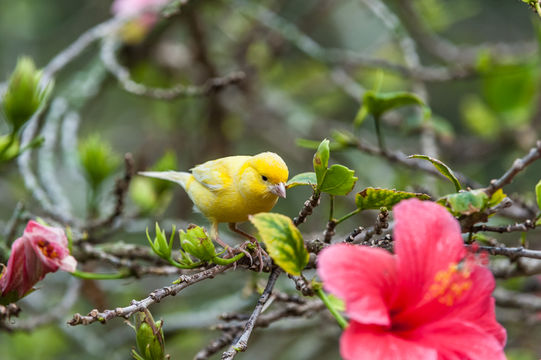 Image of Atlantic Canary