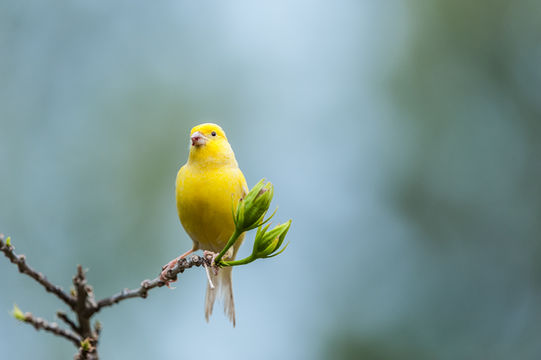 Image of Atlantic Canary