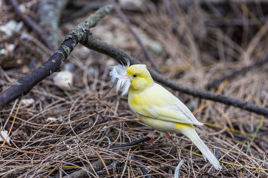 Image of Atlantic Canary