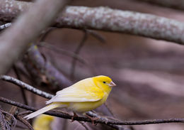 Image of Atlantic Canary