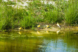 Image of Atlantic Canary