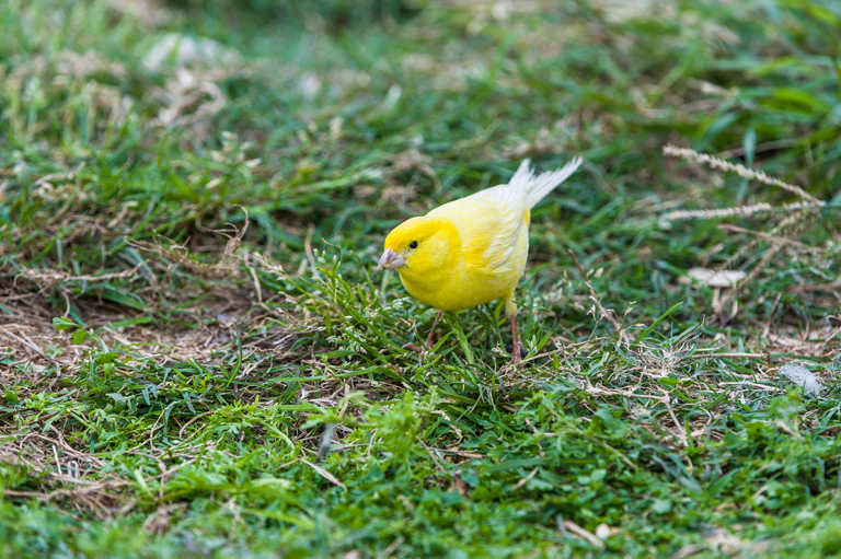 Image of Atlantic Canary