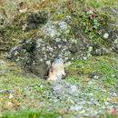 Image of Wrangel Island Collared Lemming