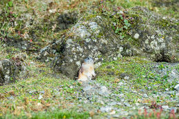 Image of Wrangel Island Collared Lemming