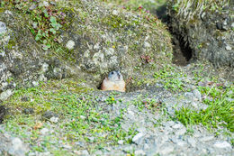 Image of Wrangel Island Collared Lemming