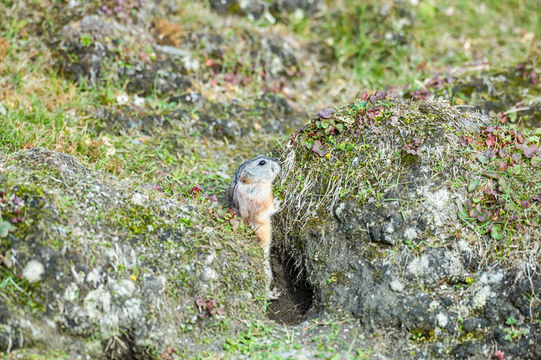 Image of Wrangel Island Collared Lemming