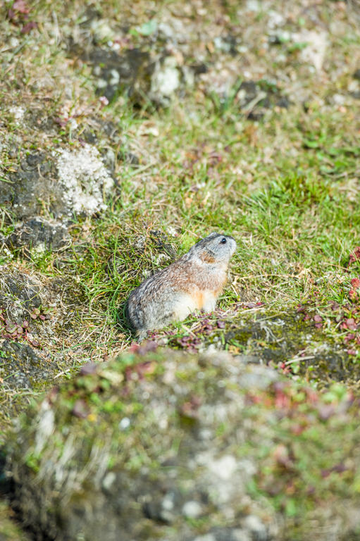 Image of Wrangel Island Collared Lemming