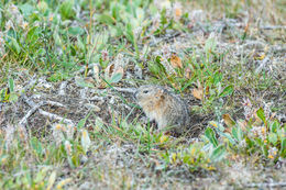 Image of Wrangel Island Collared Lemming