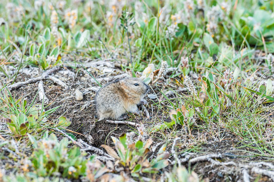 Image of Wrangel Island Collared Lemming