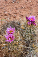 Sclerocactus whipplei (Engelm. & J. M. Bigelow) Britton & Rose resmi