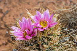 Sclerocactus whipplei (Engelm. & J. M. Bigelow) Britton & Rose resmi