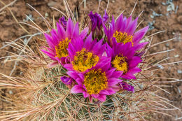 Sclerocactus whipplei (Engelm. & J. M. Bigelow) Britton & Rose resmi